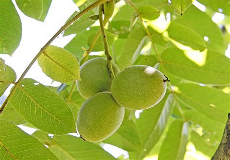 鬼樹|【クルミの実】オニグルミの育て方と植物の特徴をわかりやすく。